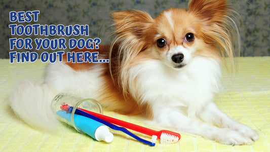 What Type of TOOTHBRUSH is BEST for your Dog? How to Keep Those Canine Teeth Sparkling...