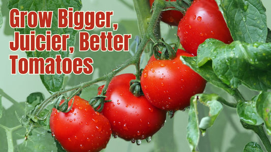 Spring Tomato Planting Tips: Grow Your Best Tomatoes Ever
