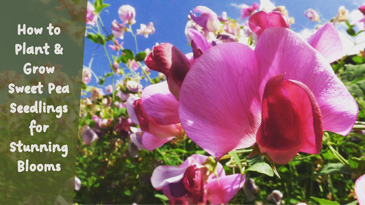 How to Plant & Grow Sweet Pea Seedlings for Stunning Blooms
