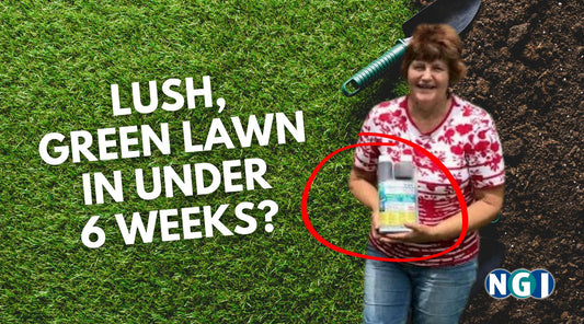 How To Get Green Lawn in Under 6 Weeks