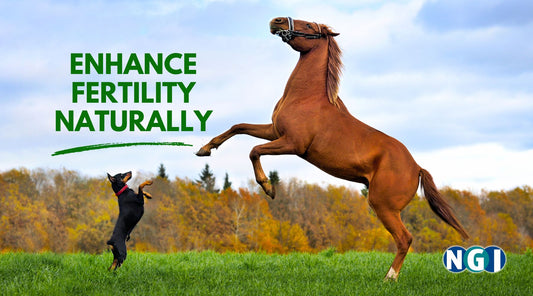 Natural Ways to Enhance Fertility in Breeding Dogs and Horses