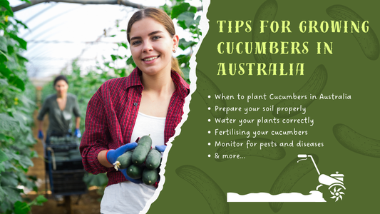 Growing Cucumbers in Australia: Tips for a Bountiful Harvest