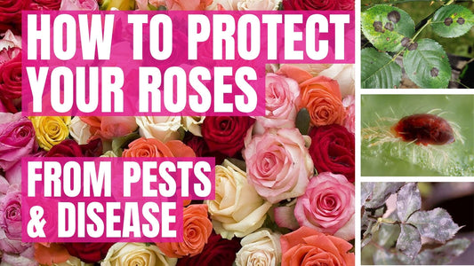 How to Protect Your Roses from Pests and Diseases